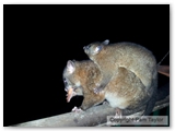 Brushtail Possum with Joey