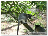 Tree Kangaroos playing